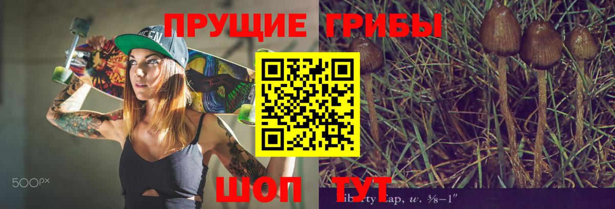 Галлюциногенные грибы Psilocybe  Железноводск 